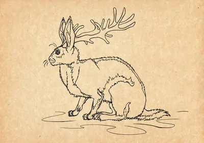 Illustration of a jackalope Illustration of a jackalope
